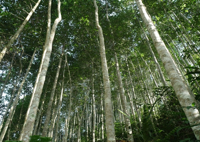 According to calculations, large timber forest planting yields significantly higher returns compared to traditional short-cycle forest planting. Photo: Ngoc Tu.