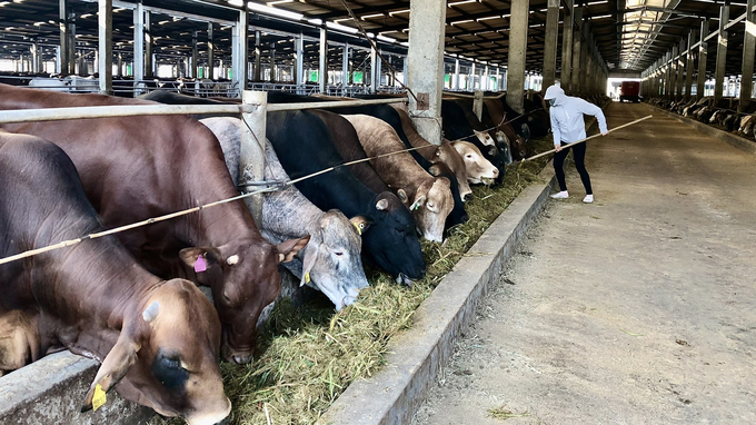 Quảng Ninh hướng đến xây dựng vùng chăn nuôi tập trung, an toàn dịch bệnh. Ảnh: Nguyễn Thành.