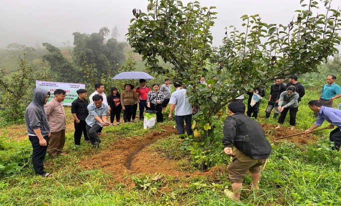 Cán bộ khuyến nông hướng dẫn nông dân bón phân, chăm sóc cây lê VH6. nong duoc viet nam