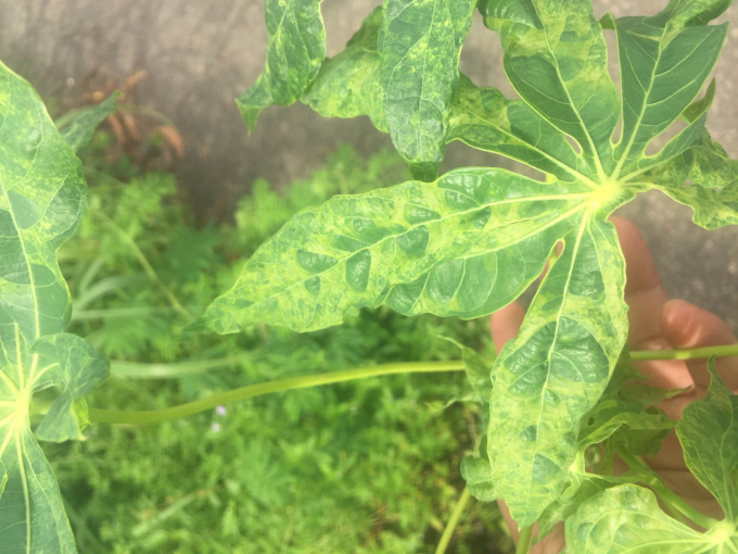 Mosaic disease is causing damage to many cassava areas in Vietnam. Photo: TS.