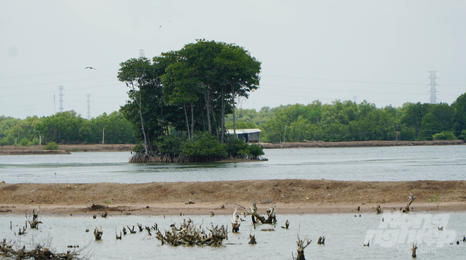 Mangrove forests are being threatened and gradually disappearing due to climate change and socio-economic development. Photo: Le Binh.