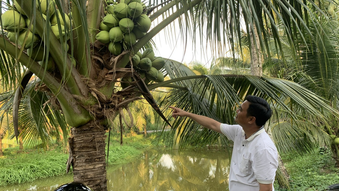 Nông dân tuân thủ các hướng dẫn trồng dừa đạt chuẩn xuất khẩu. Ảnh: Hồ Thảo.