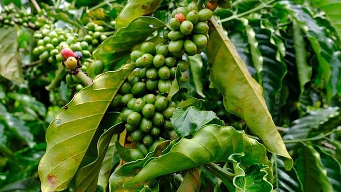 Latest coffee prices in domestic and global markets on 08/22/2024