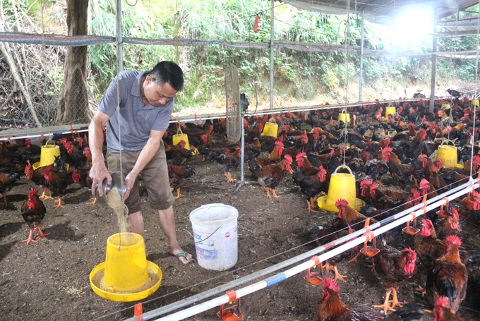 Trang trại chăn nuôi gà lông màu theo tiêu chuẩn VietGAHP tại xã Hóa Trung, huyện Đồng Hỷ, tỉnh Thái Nguyên. Ảnh: Phạm Hiếu.