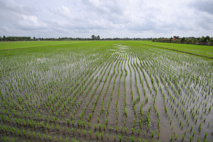 To effectively implement the 1 million-hectare high-quality, low-emission rice project, investment in technology and infrastructure is needed. Photo: Tung Dinh.