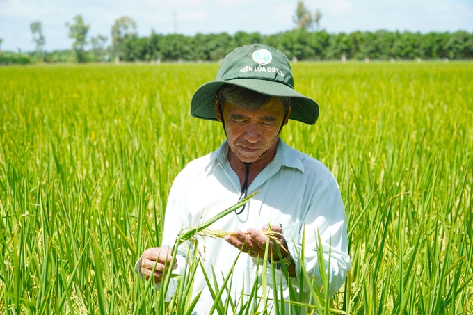 Members of the Hung Loi Agricultural Cooperative actively visit the fields, eagerly awaiting the results of the 1 million hectares of high - quality rice project. Photo: Kim Anh.