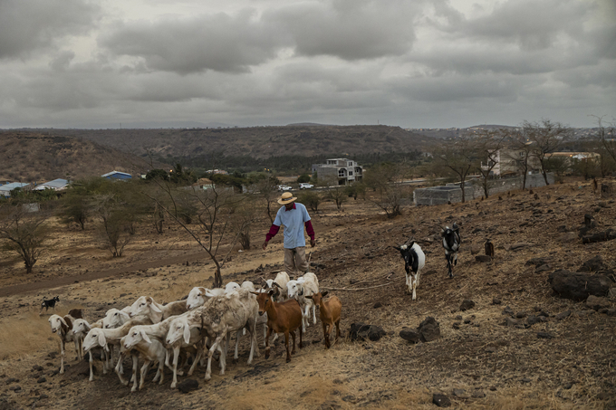 Willy's passion and dedication caught the attention of the Ministry of Agriculture in Cabo Verde. Photo: FAO.