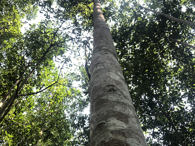 The large timber forest planting process help forest growers increase their income levels. Photo: Ngoc Tu.