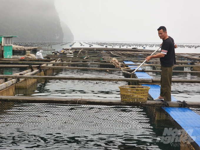 Having a large sea surface area, many bays, clean water, and little affected by storms, grouper farming in cages is popular in Van Don. Photo: Vu Cuong.