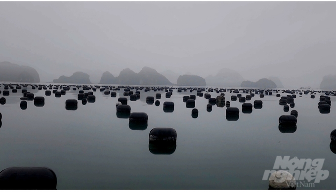 Van Don island district is considered an 'oyster barn' with an annual output of up to tens of thousands of tons. Photo: Vu Cuong.