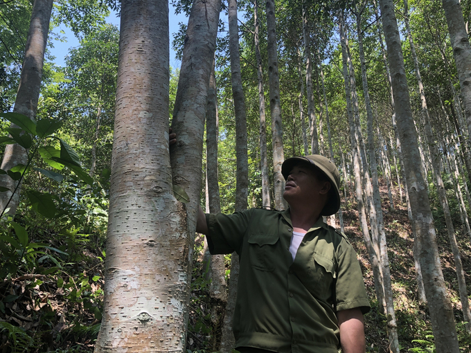 Planting FSC-certified and large timber forests, as well as promoting the deep processing of wood products are key solutions to enhance the value of planted forests in Bac Kan Province. Photo: Ngoc Tu.