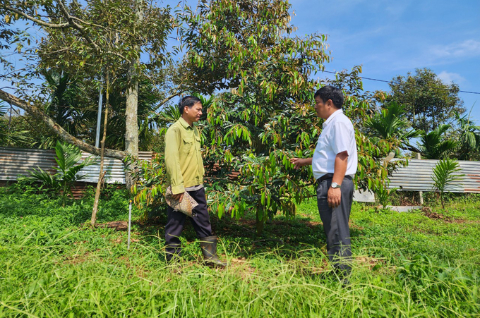 Vườn sầu riêng của gia đình ông Lê Văn Thìn (ngụ buôn Komleo, xã Hòa Thắng, thành phố Buôn Ma Thuột) sạch sâu hại khi thả nuôi kiến vàng. Ảnh: Quang Yên.