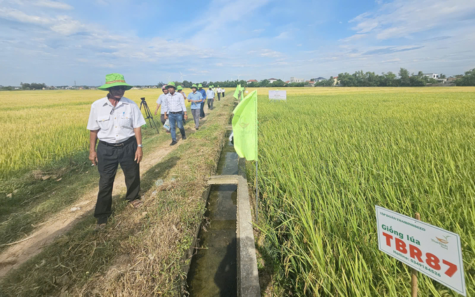 Cánh đồng sản xuất thử giống lúa TBR97 và TBR87 tại HTX Hiển Vinh. Ảnh: T. Đức.