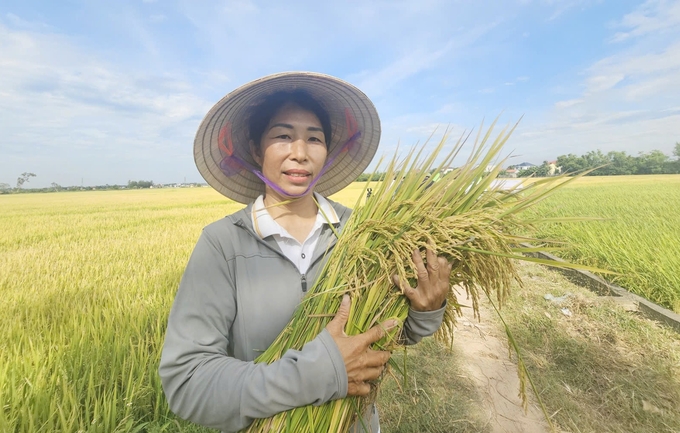 Bà Nguyễn Thị Hòa (thôn Hiển Vinh, xã Duy Ninh) cho biết giống lúa TBR97 cho năng suất khoảng 70 tạ/ha trong vụ hè thu 2024. Ảnh: T. Đức.