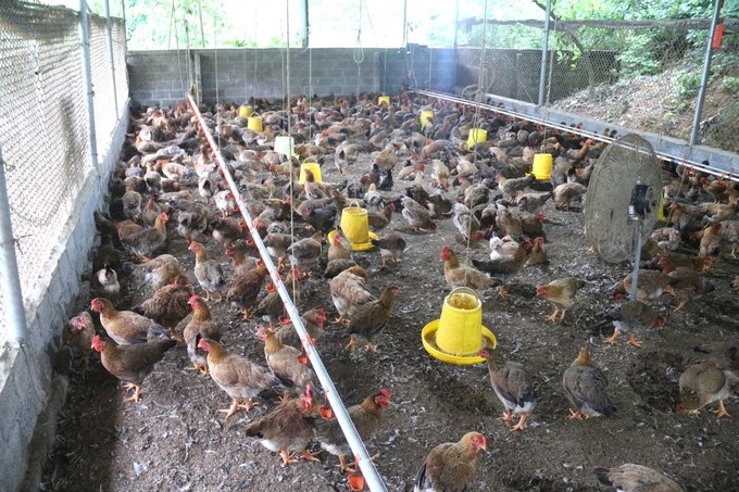 All stages of livestock farming are closely monitored and comply with standards. Photo: Pham Hieu.