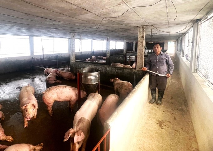 Thai Nguyen province currently has 57 large-scale livestock farms, nearly 700 medium-sized livestock farms, over 500 small-scale livestock farms, and over 120,000 farmer households. Photo: Pham Hieu.