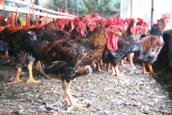 Thai Nguyen currently has 28 livestock facilities with valid disease safety certification and 80 livestock farms with valid VietGAP certification. Photo: Pham Hieu.