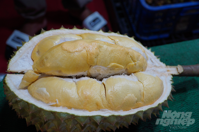 In 2023, Vietnam exported 500,000 tons of fresh durian, earning USD 2.3 billion. Of which, 90% of output was exported to China. Photo: Nguyen Thuy.