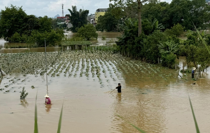 Nhiều ruộng trồng ngô, lúa ven sông ở Cao Bằng bị ngập sâu. Ảnh: Báo Cao Bằng. 