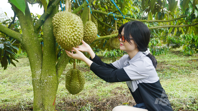 The main durian harvest season in Dak Lak is from August - September. October - November is the main harvest season in Bao Loc, and the Western provinces have their off-season durian season from November to March of the following year. Photo: Nguyen Thuy.