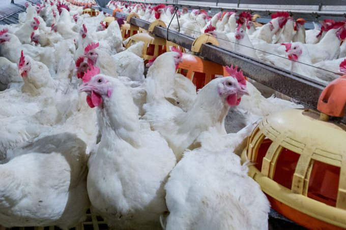 For the poultry and egg sector, the USDA states that assumptions include no more outbreaks of animal disease, a continuation of existing US and global policies and trade agreements, normal weather and specific macroeconomic conditions. Photo: Canva.