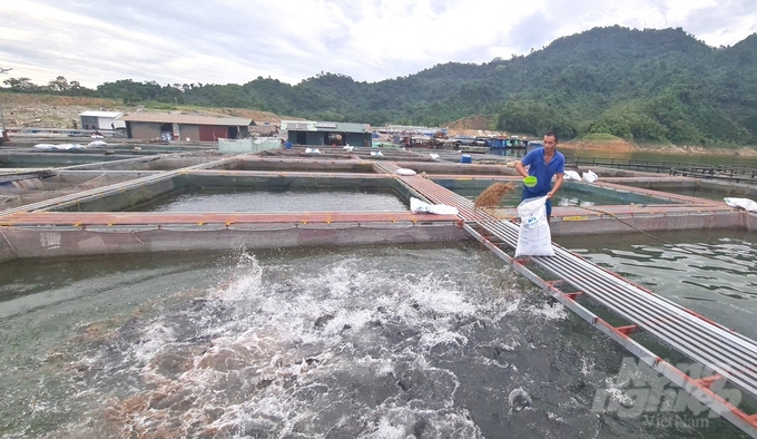 Anh Đỗ Cao Cường chăm sóc đàn cá đặc sản của gia đình. Ảnh: Đào Thanh.