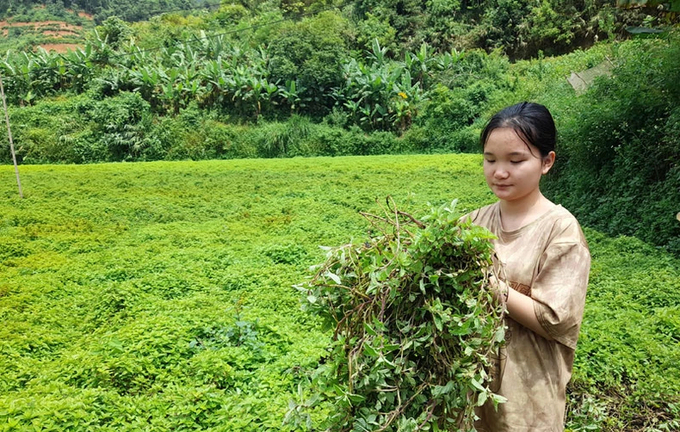 Cây thạch đen dễ trồng, mang lại hiệu quả kinh tế cao. Ảnh: Ngọc Tú.