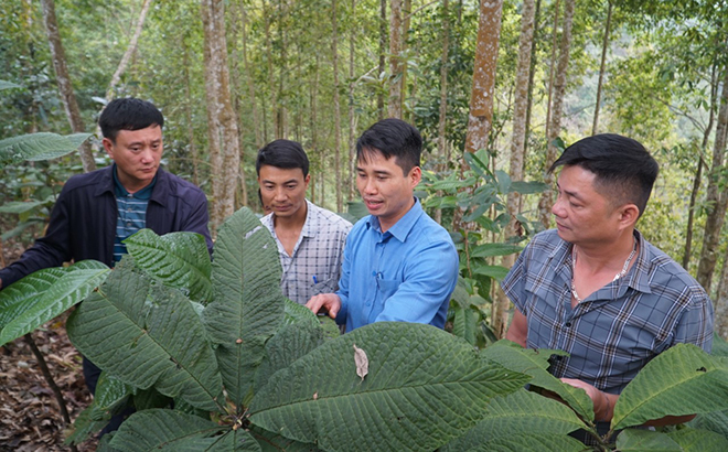 Hiện ở xã Xuân Long (huyện Yên Bình, Yên Bái) có hơn 40ha cây dược liệu dưới tán rừng, chủ yếu là khôi nhung và trà hoa vàng. Ảnh: Thanh Tiến.