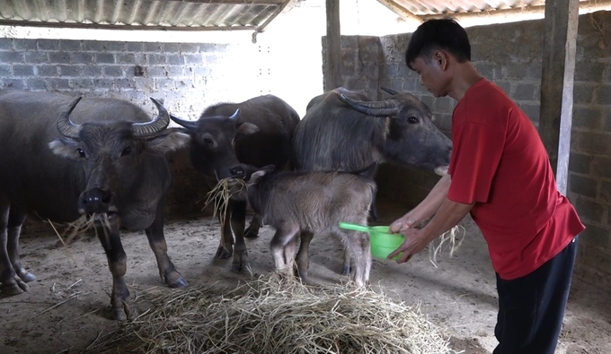 Dịch lở mồm long móng xuất hiện trên đàn gia súc ở huyện Trạm Tấu (Yên Bái) vào cuối tháng 4, đầu tháng 5, đến nay dịch đã được khống chế. Ảnh: Thanh Tiến.