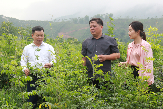 Huyện Yên Bình đã có những chính sách khuyến khích, hỗ trợ người dân phát triển các cây dược liệu. Ảnh: Thanh Tiến.