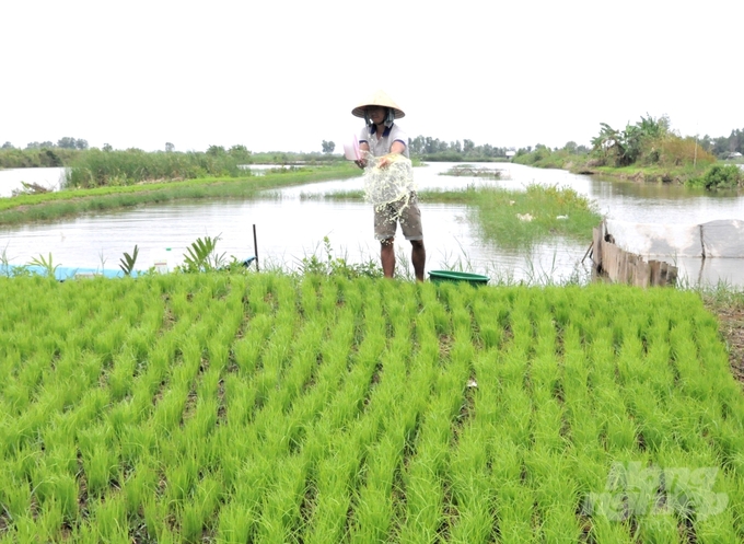 Nông dân Kiên Giang được khuyến cáo gieo mạ trên bờ từ giữa tháng 8 để chuẩn bị sản xuất lúa vụ mùa 2024 - 2025 trên nền đất nuôi tôm nước lợ. Ảnh: Trung Chánh.