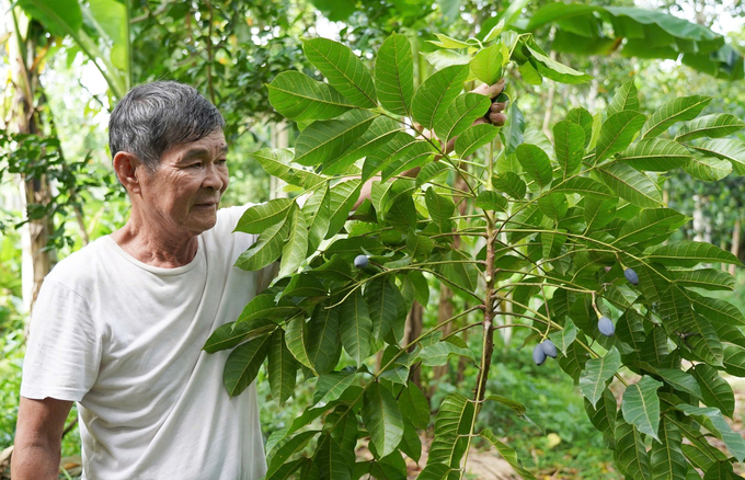 Nguyên nhân mất mùa là do giai đoạn trám ra hoa gặp mưa nhiều ngày, giai đoạn quả phát triển nắng hạn khốc liệt. Ảnh: Gia Hưng.