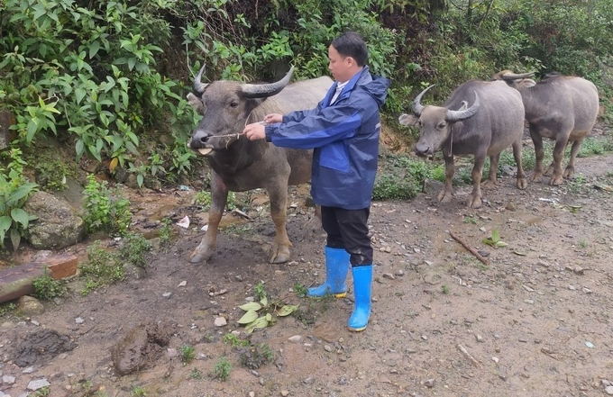 Người dân đưa trâu trên rừng về cho cán bộ thú y kiểm tra sức khỏe và tiêm phòng vacxin. Ảnh: Thanh Tiến.