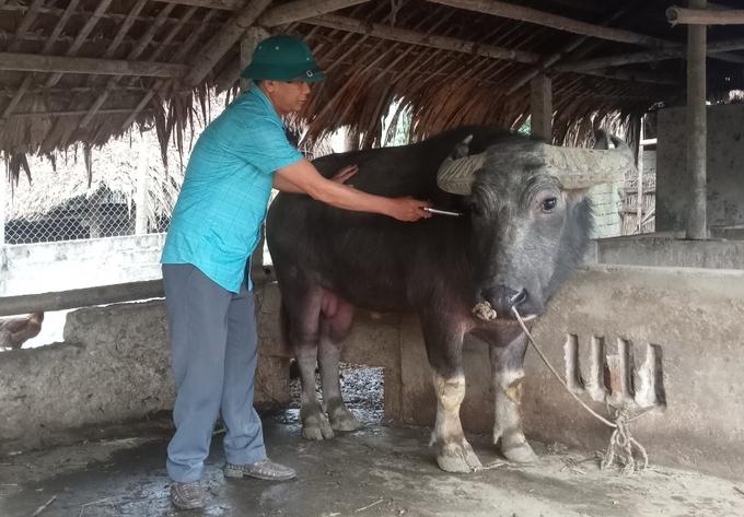 Tiêm phòng vacxin định kỳ là biện pháp tốt nhất để phòng chống các loại dịch bệnh, giảm thiểu thiệt hại cho người chăn nuôi. Ảnh: Thanh Tiến.