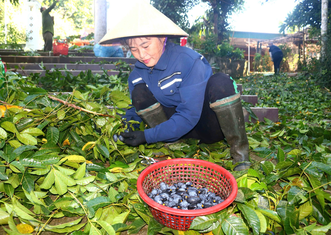 Những ngày nắng to, người dân thường đi hái trám sớm. Tầm 5h - 5h30 họ đã có mặt dưới gốc cây. Theo bà con, mùa này hái xong càng sớm càng tốt, vừa khỏe người, vừa đảm bảo trám không bị chín do nắng. Người dân đi nhặt trám được chủ trám trả tiền công khoảng 300 nghìn đồng/ngày.