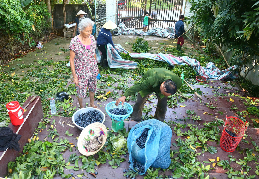 Do việc thu hái quả trám khó khăn nên những gia đình có trám thường bán trám xanh cho dân buôn. Những người 'buôn trám cả cây' thường mua trám khi mới đậu quả, chờ trám chín mới đến thu hoạch. Một số hộ làm nghề buôn trám đã chi hàng trăm triệu đồng để mua trám non, mùa trám chín họ huy động nhân lực thu hoạch dần. Anh Lê Văn Hà (48 tuổi) một người buôn trám lâu năm ở xã Nam Sơn (Đô Lương) chia sẻ: Năm nay vợ chồng anh bỏ ra 400 trăm triệu đồng để mua trám nhưng trám ít quả, không có quả nên thất thu.