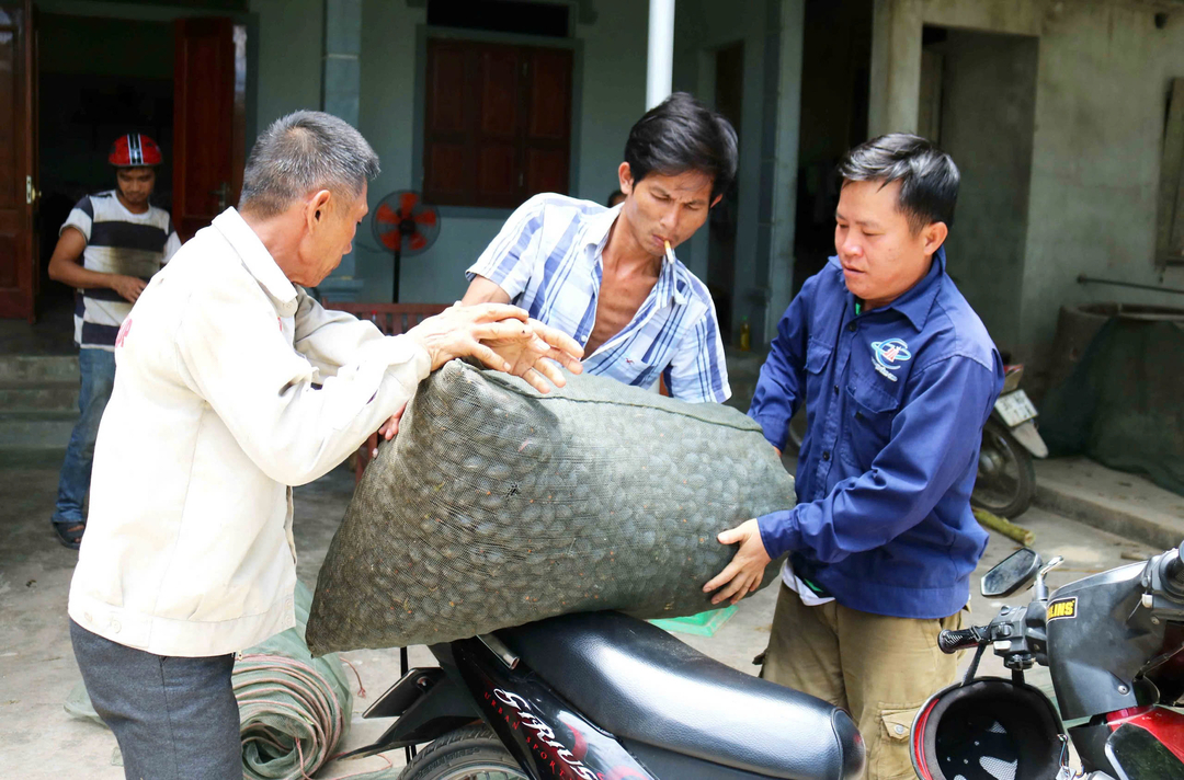 Năm nay trám mất mùa, người dân làm nghề trèo trám không mấy vui vẻ vì lao động vất vả nhưng thu nhập chẳng được bao nhiều, có khi còn lỗ nặng. Gặp những cây trám không có quả, tiền mua đã trả xong, họ phải thương lượng với các chủ trám để bớt được một ít tiền. Nhiều hộ đồng ý cho người trèo trám năm sau đến thu hái tiếp để bù cho năm nay, hoặc cây có quả ít thì hái trên cây xuống cân lên được bao nhiêu thì mua bấy nhiêu.