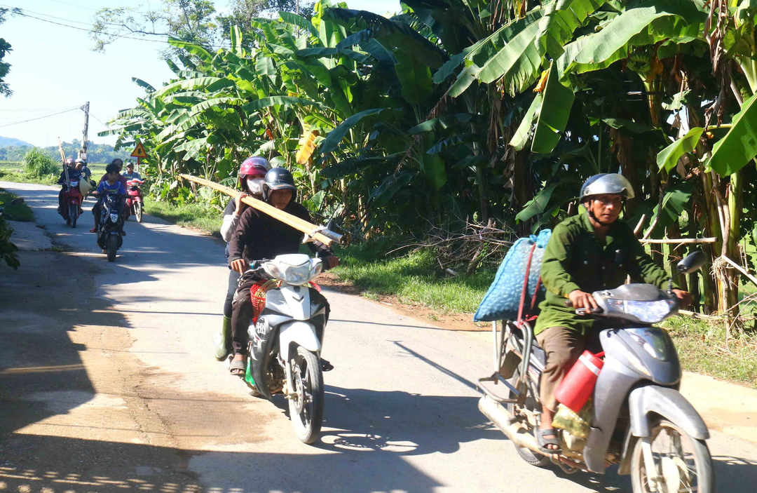 Anh Trần Văn Bảy, một người làm nghề trèo trám ở xã Thanh Nho (Thanh Chương) cho biết, nhóm trèo trám của anh năm nay bỏ ra gần 500 triệu đồng mua trám trên cây. Do mua vào thời điểm trám mới ra hoa, chưa ước lượng được quả nên lỗ nặng.