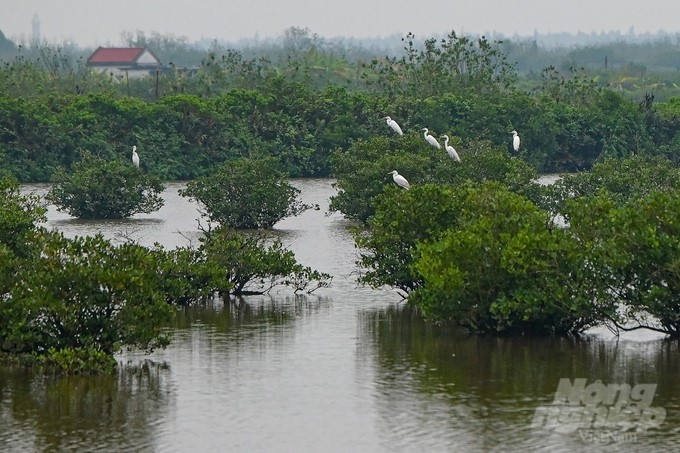 MONRE submitted a proposal to the Prime Minister on nominating Xuan Thuy National Park as an ASEAN Heritage Park. Photo: Tung Dinh.