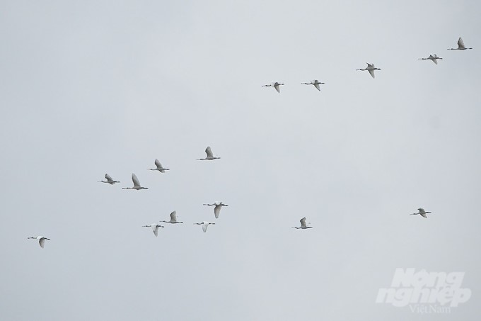 Xuan Thuy National Park is one of six important bird areas of key wetlands in the Northern Delta and is located on the East Asian-Australasian Flyway Partnership (EAAFP). Photo: Tung Dinh.