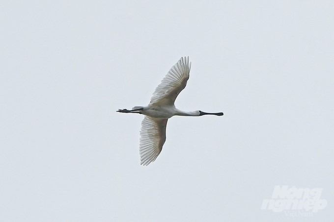 The black-faced spoonbill is a rare animal in Xuan Thuy National Park. Photo: Tung Dinh.