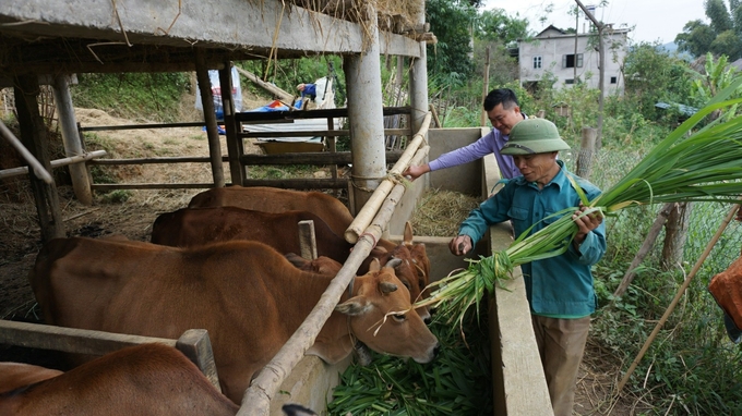 Các hộ dân đầu tư chuồng trại kiên cố và trồng cỏ voi làm thức ăn cho trâu bò. Ảnh: HĐ.