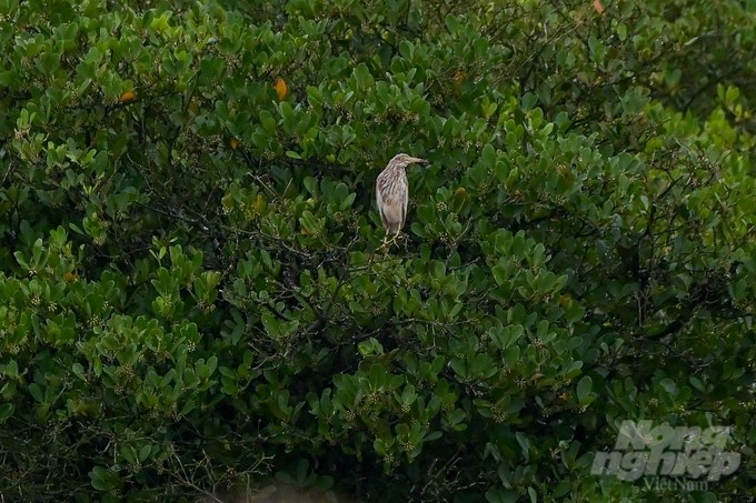 Xuan Thuy National Park is the habitat of rare bird species