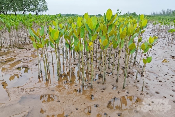 Mangrove forests in Xuan Thuy National Park. Photo: Tung Dinh.