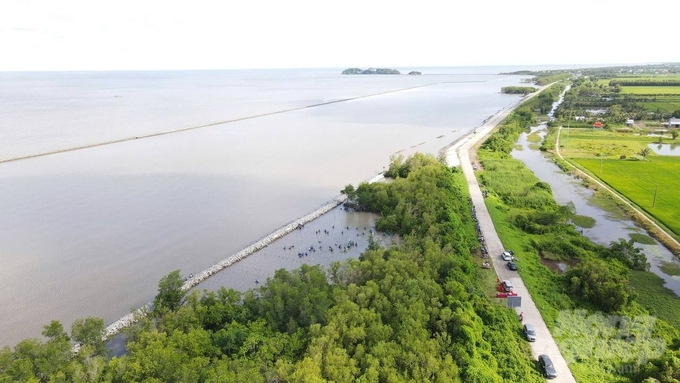 The mangrove forest is considered an essential 'green lung' that ensures the development of coastal ecosystems. Photo: Trong Linh.