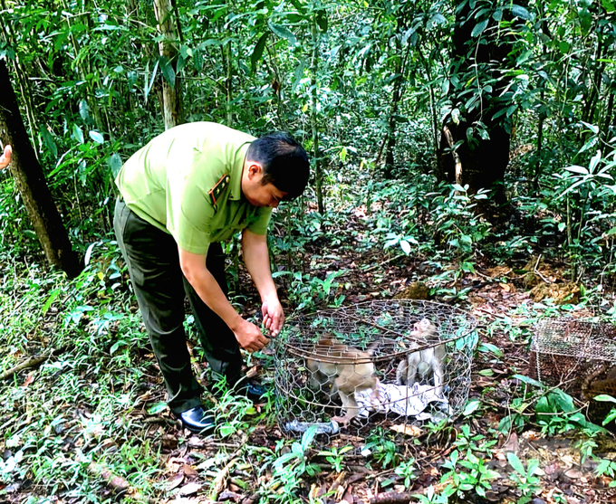 Cán bộ Chi cục Kiểm lâm tỉnh Đồng Nai tái thả động vật hoang dã từ săn bắt trái phép trở lại rừng. Ảnh: Minh Sáng.