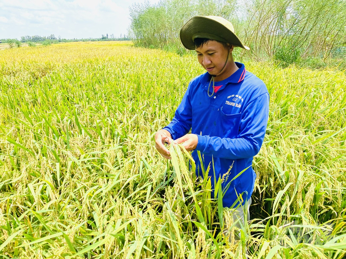 Vụ hè thu 2024, nông dân tại An Giang và Đồng Tháp thắng lớn khi lúa được mùa, giá cao. Ảnh: Lê Hoàng Vũ.