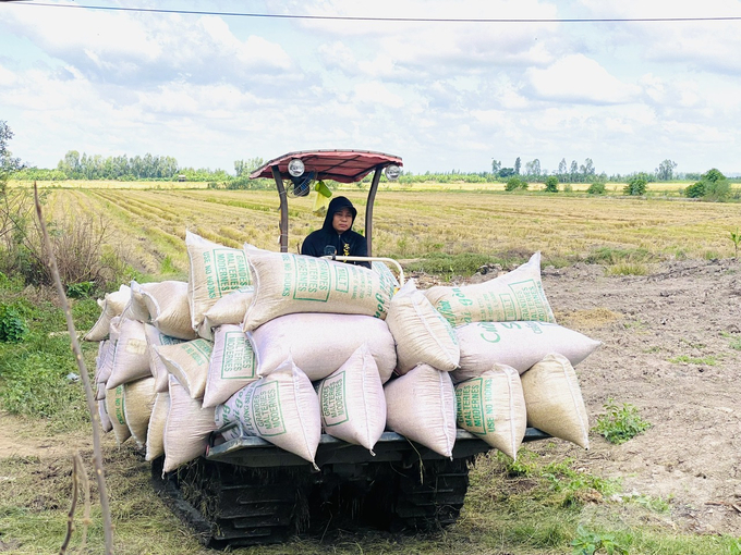 Vụ hè thu 2024, nông dân ĐBSCL rất phấn khởi vì lúa cho lợi nhuận cao, từ 26 - 32 triệu đồng/ha. Ảnh: Lê Hoàng Vũ.