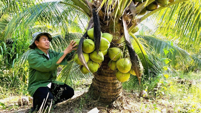 Diện tích dừa trên địa bàn tỉnh Bến Tre ngày càng tăng. Ảnh: Nguyên Khang.