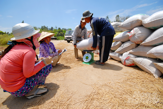 Thương lái đến tận ruộng thu mua lúa cho bà con nông dân. Ảnh: Lê Hoàng Vũ.